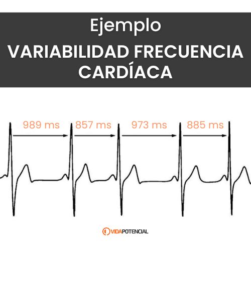 Qué es la variabilidad de la frecuencia cardíaca (HRV o VFC) y por qué medirla 3