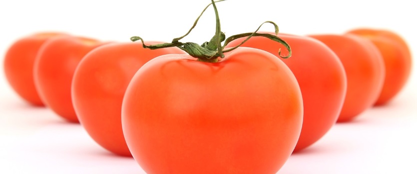 riesgo solanacea tomate