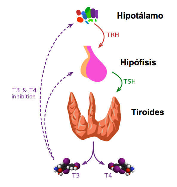 regulacion de la tiroides