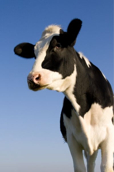 ¿Es la leche mala o buena? Lácteos: inconvenientes y cuándo evitarlos