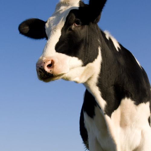 ¿Es la leche mala o buena? Lácteos: inconvenientes y cuándo evitarlos 16