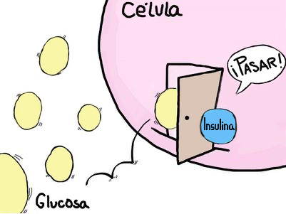 Insulina controla la glucosa