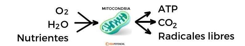 funcion mitocondria