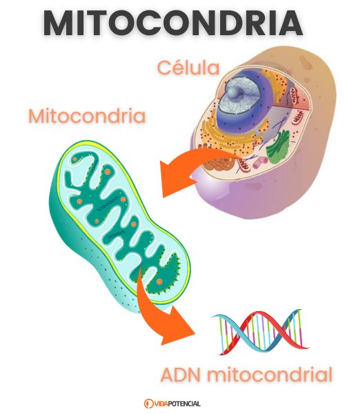 Mitocondrias: nuestros generadores de energía 2