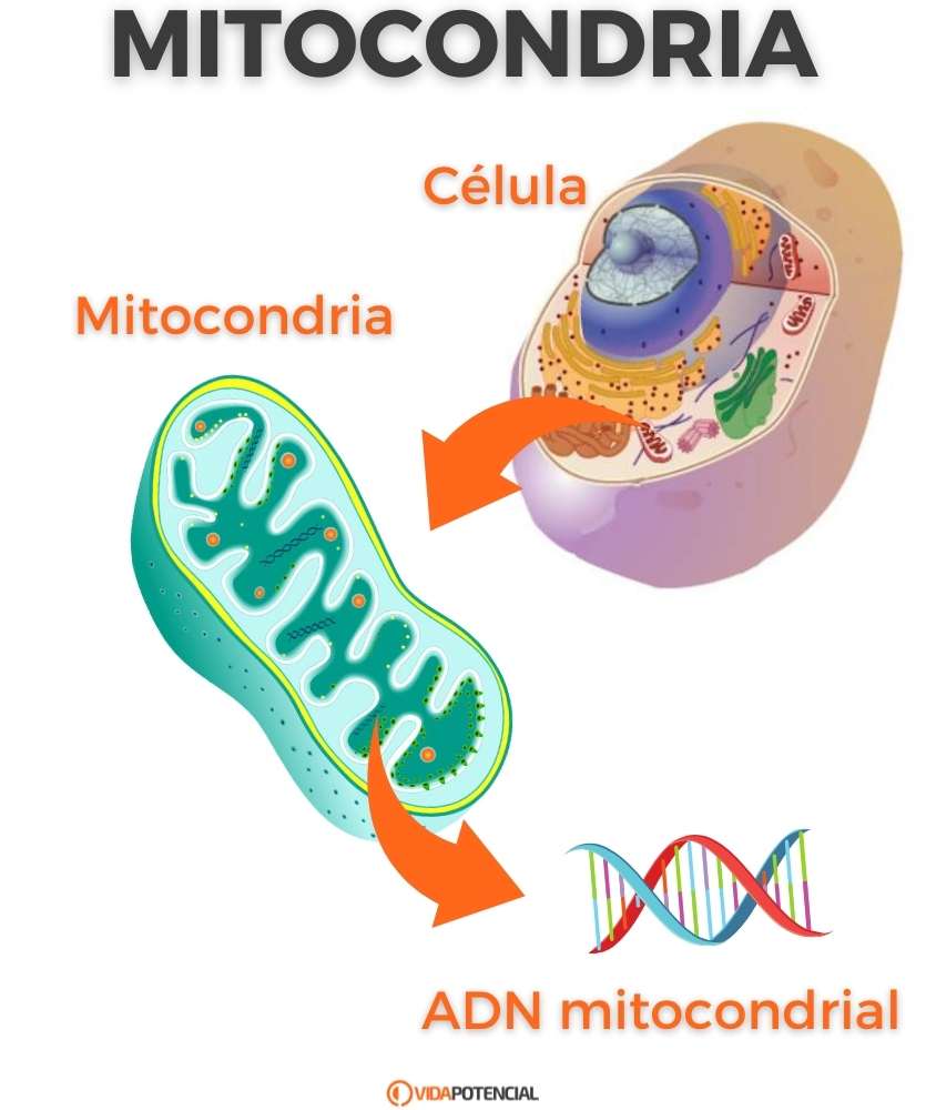 que es mitocondria