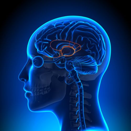 Qué es la amígdala cerebral y por qué no apreciamos lo que tenemos 6