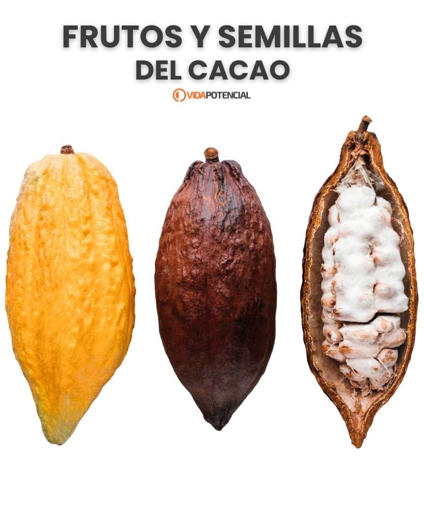 fruto cacao