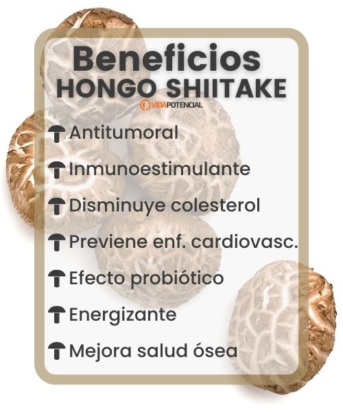 Conociendo al hongo shiitake 2