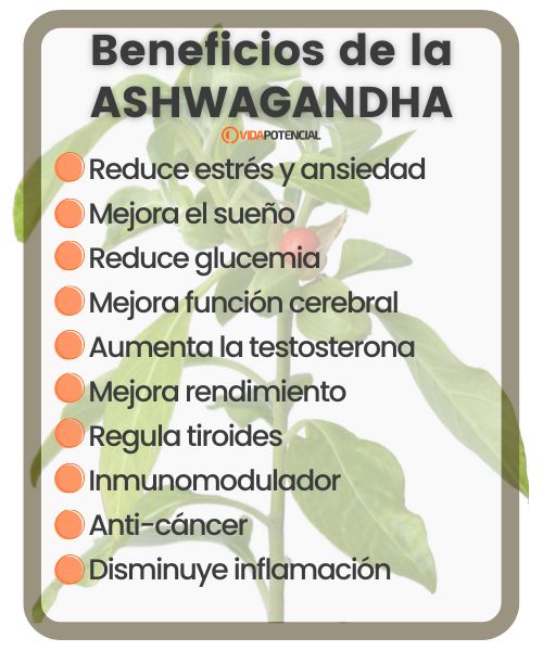 beneficios ashwagandha