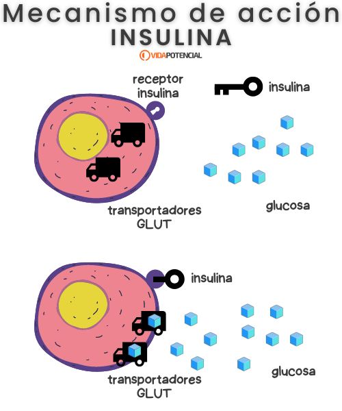 cómo funciona insulina