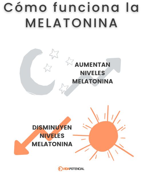 Melatonina: la hormona del sueño 2