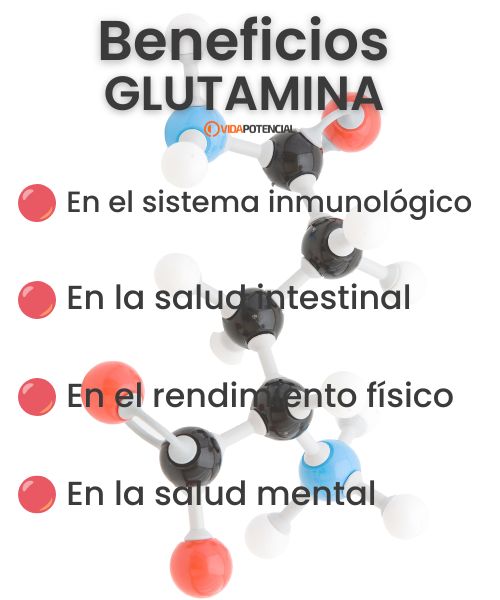 Glutamina: qué es y para qué sirve 2