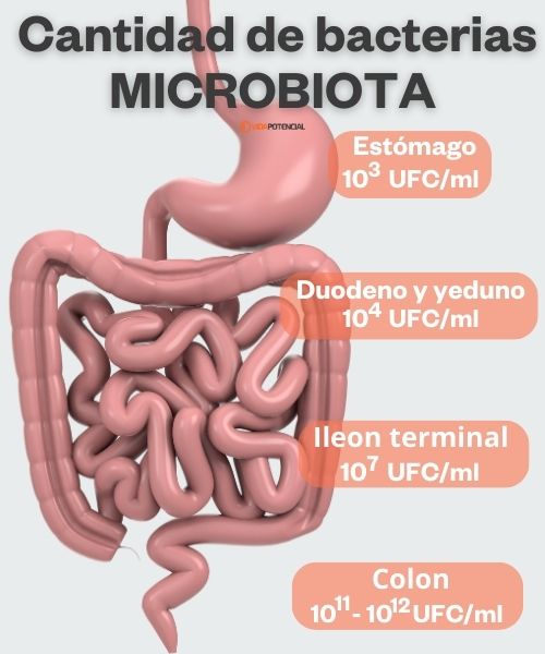 cantidad bacterias intestino